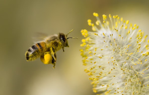 bee